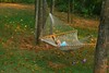 Estes > Our backyard hammock is a favorite spot for reading or dreaming